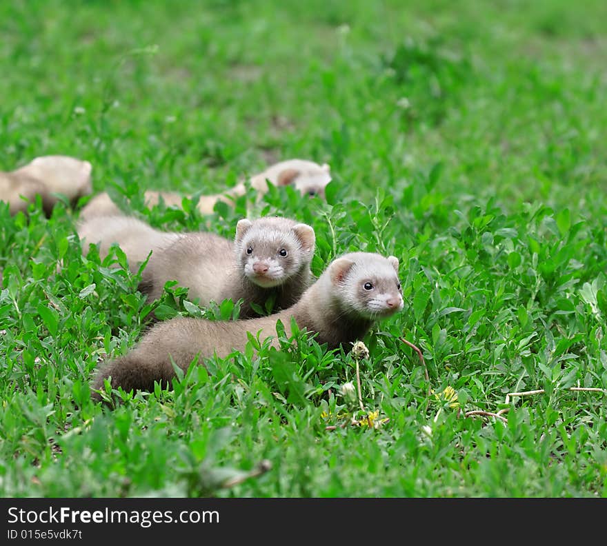 Polecat. Russian nature, wilderness world.