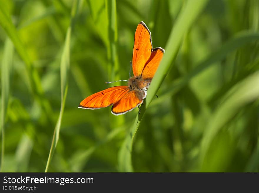 Orange butterfly sitting on green blade of grass