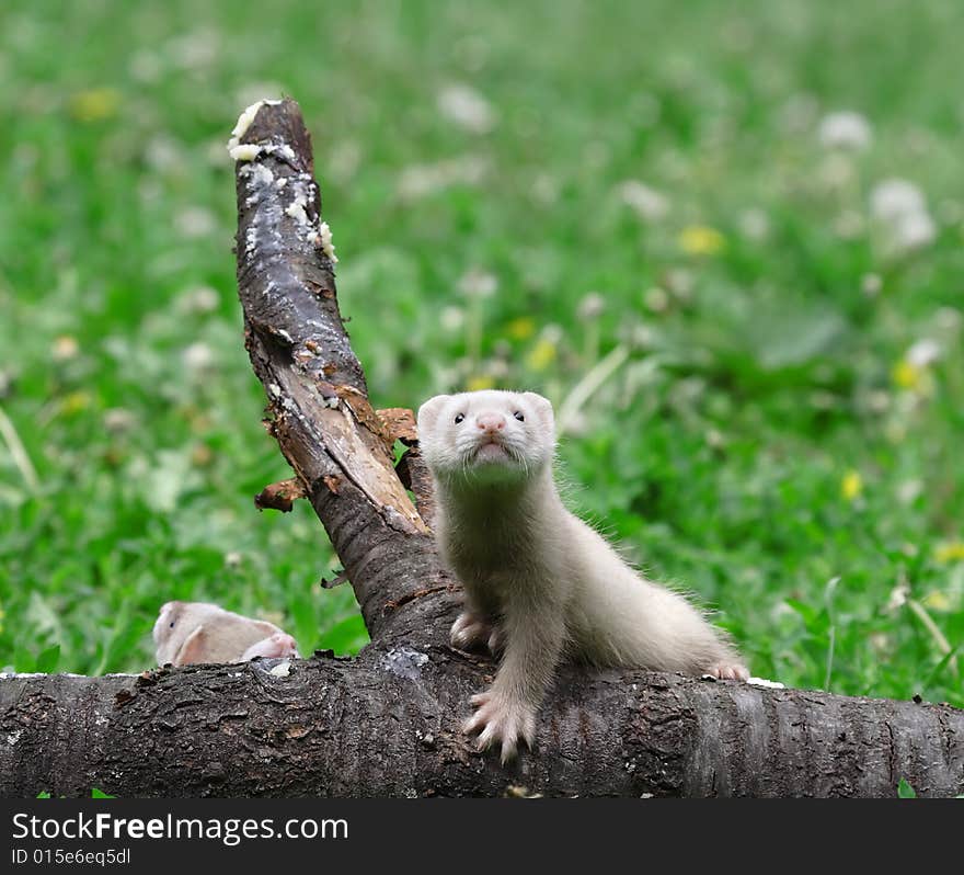 Polecat. Russian nature, wilderness world.