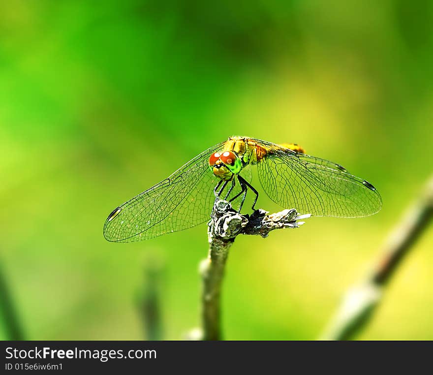 Dragonfly.