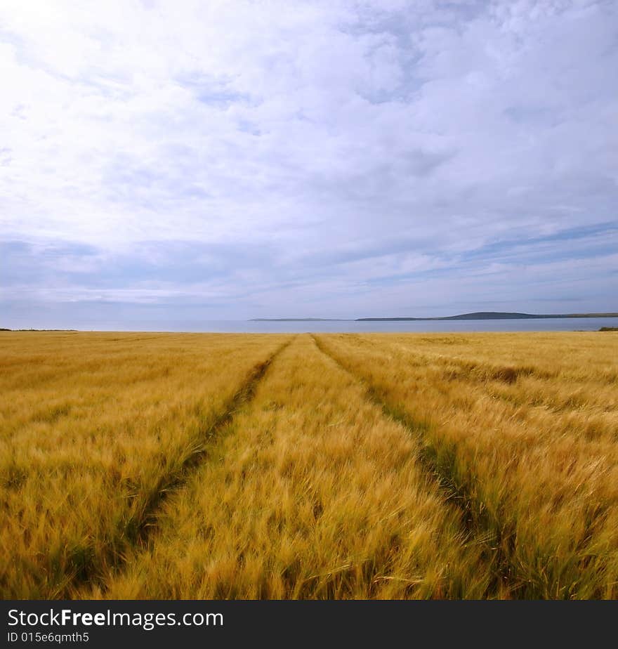 The beauty of a ripening crop in ireland. The beauty of a ripening crop in ireland