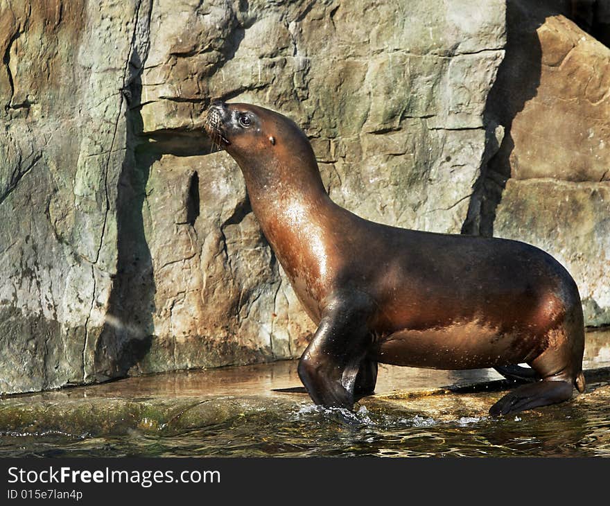 A Sealion out of water on a hard rocky edge on a sunny day