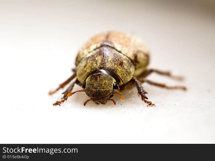 A dead bug drop down on the floor