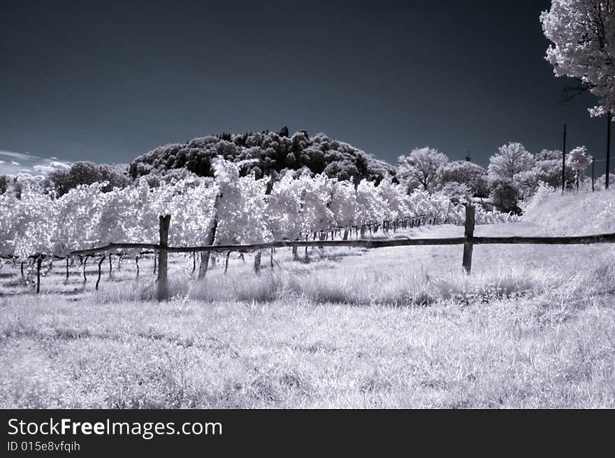 Is a vineyard where the leaves is completely white and the scenery takes a look dreamy.there is is avineyard near the foothills in italy. Is a vineyard where the leaves is completely white and the scenery takes a look dreamy.there is is avineyard near the foothills in italy