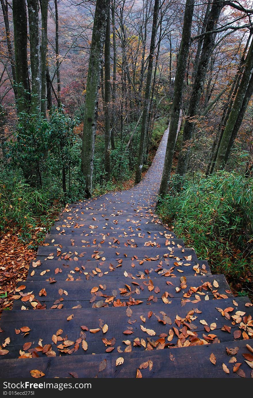 In the autumn, the small fall on the road a lot of yellow and red leaves.The photography place is the Chinese Sichuan Nanjiang County's Mt. Guangwu. In the autumn, the small fall on the road a lot of yellow and red leaves.The photography place is the Chinese Sichuan Nanjiang County's Mt. Guangwu