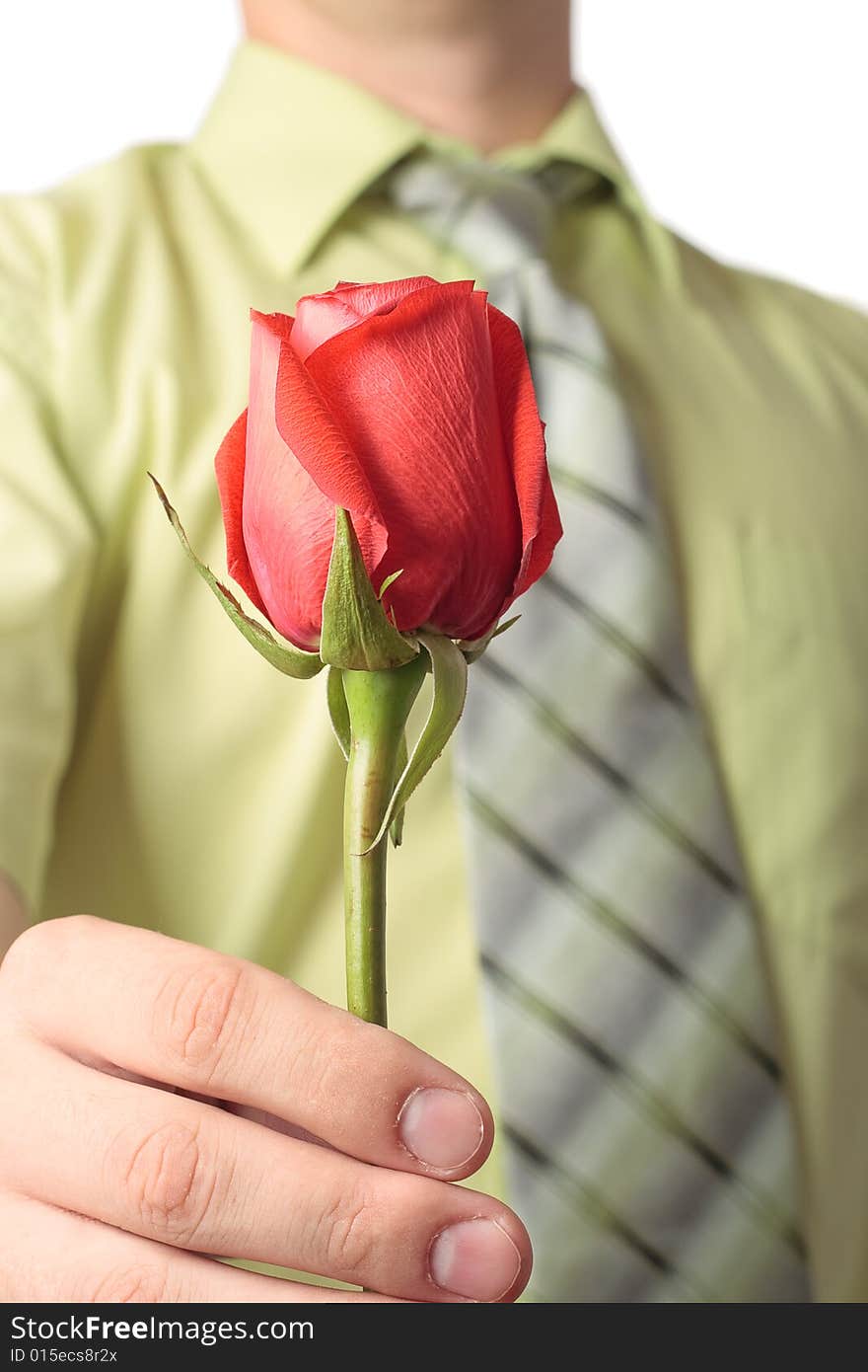 Closeup red rose flower in man hands