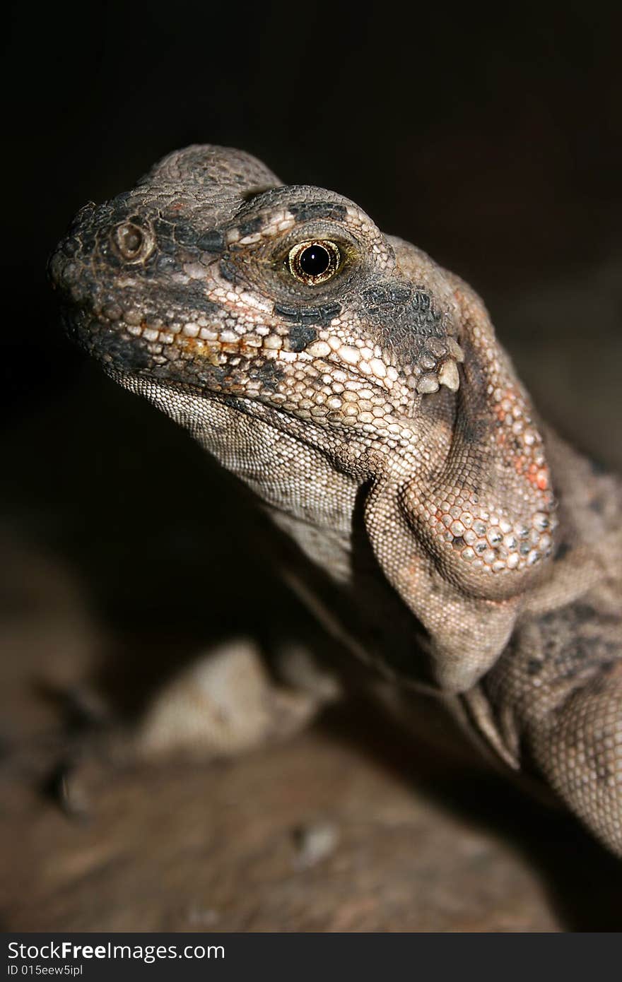 Photo of Chuckwaija in dark, zoo