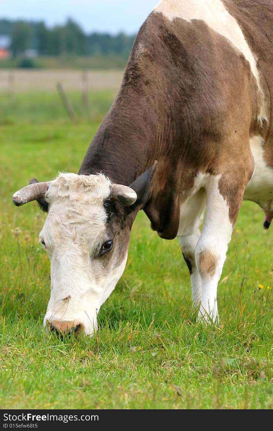 Cow on the meadow