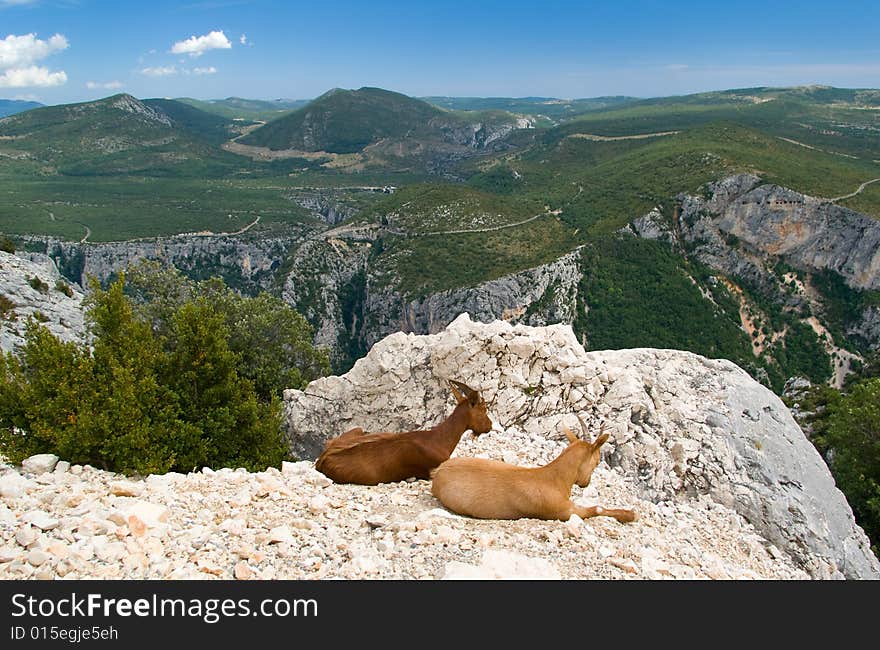 View to Canyon du Verdon with two wild goats in Provence - France - Europe. View to Canyon du Verdon with two wild goats in Provence - France - Europe.