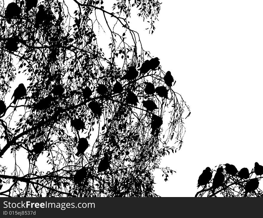 Starlings on a birch, silhouette on a white. Starlings on a birch, silhouette on a white