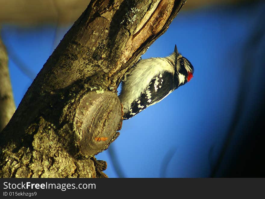 Downy Woodpecker