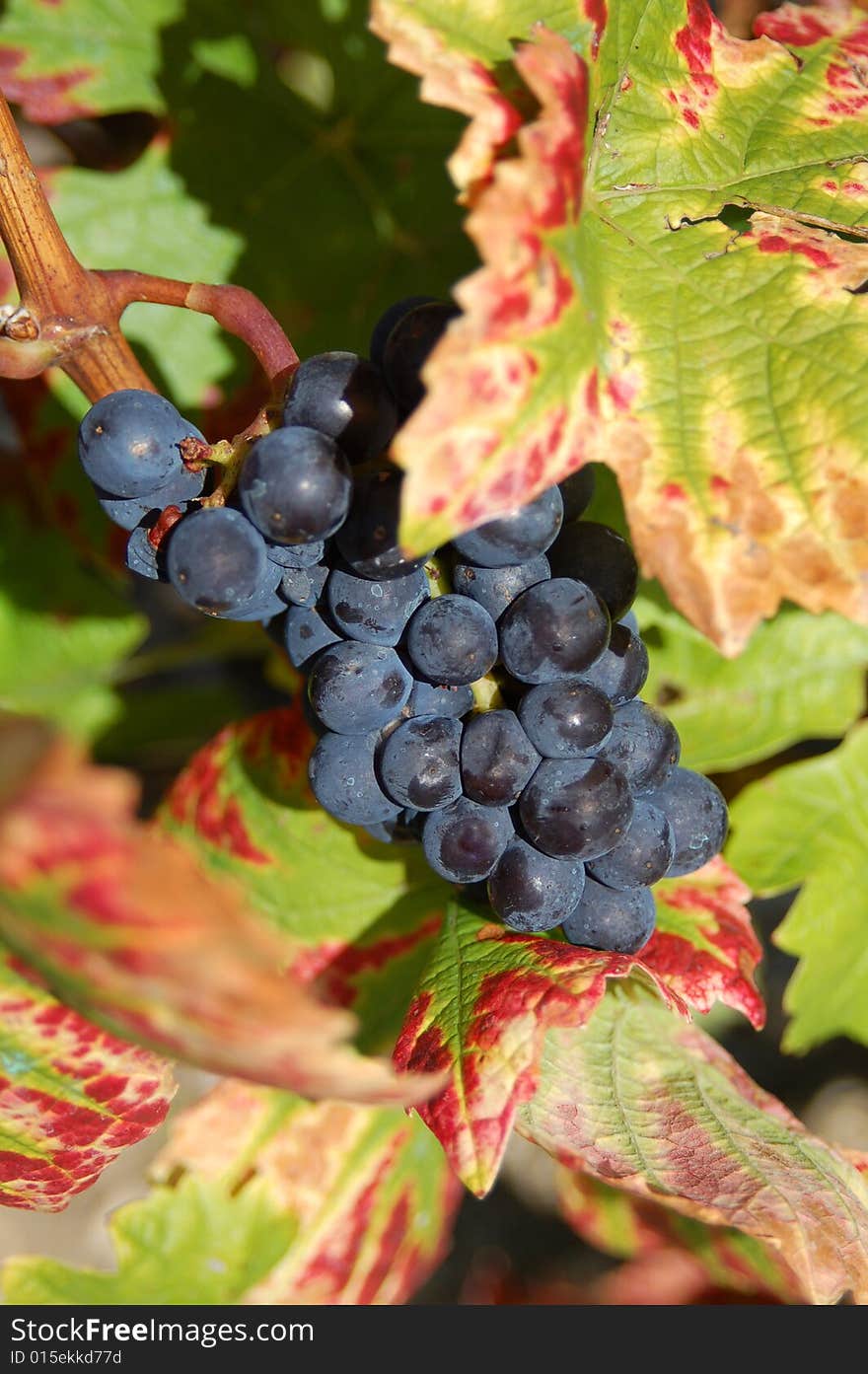 Bunch of black grapes hanging from a vine in autumn