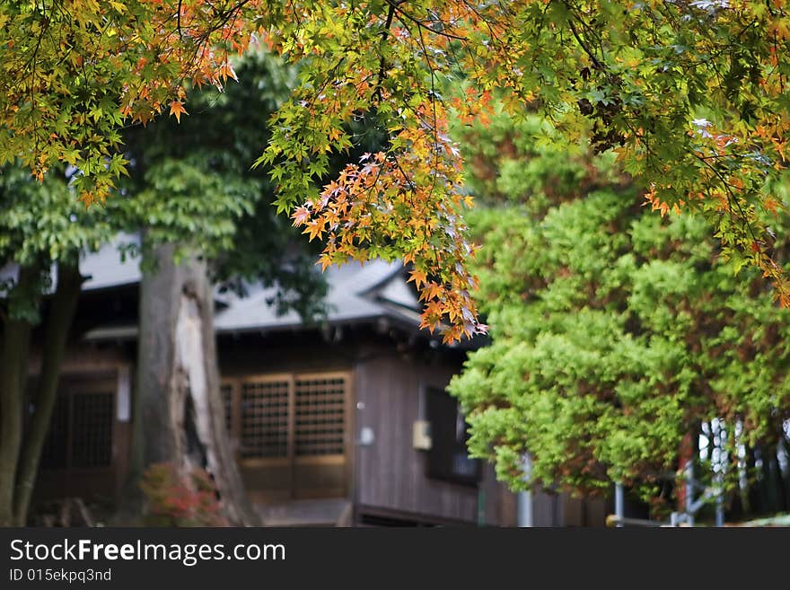 Fall leaves and Japanese home. Fall leaves and Japanese home