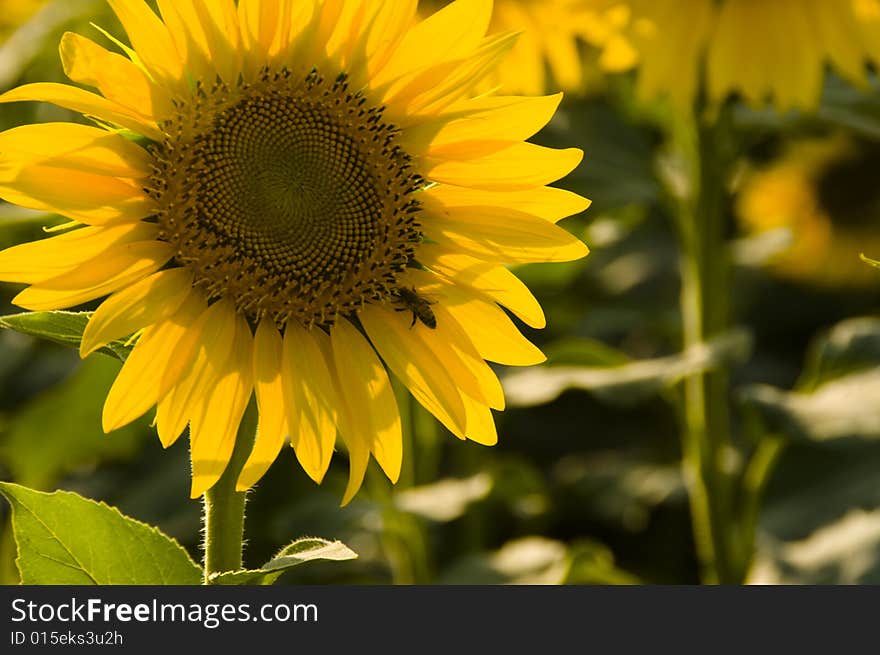 Sunflowers in the Izmir/Turkey. Sunflowers in the Izmir/Turkey