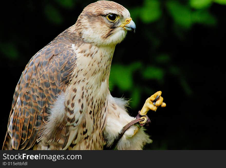 Portrait of Saker falcon female with bush as background