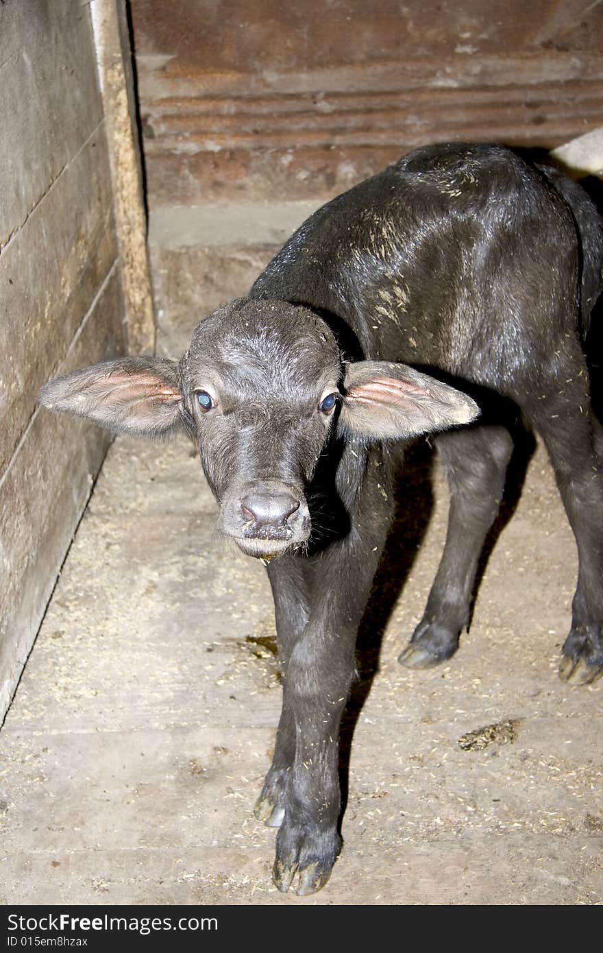 Buffalo calf