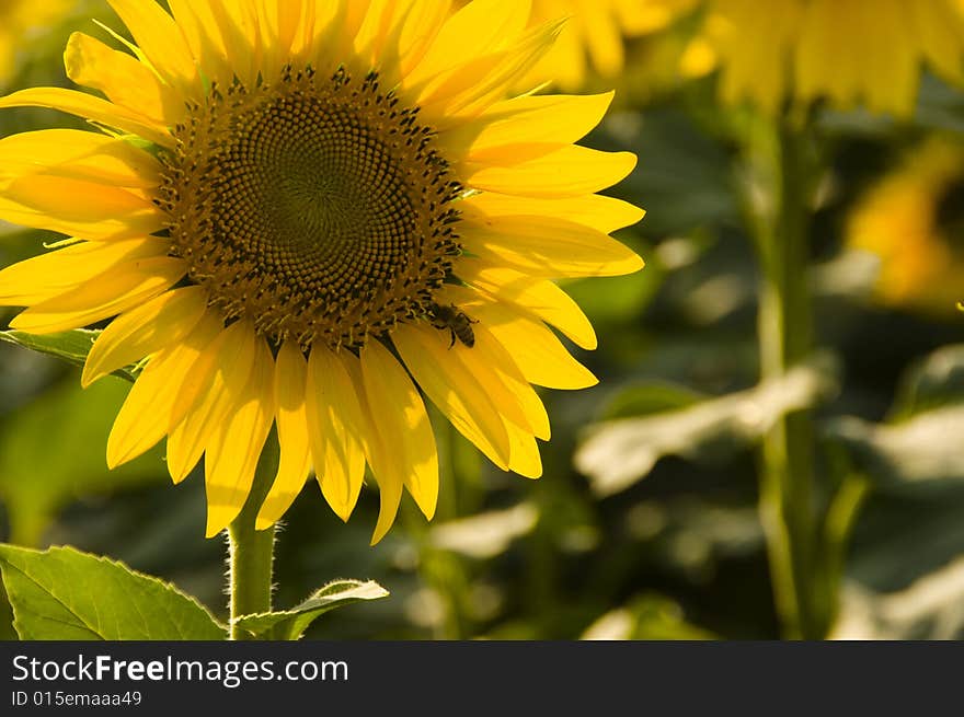 Sunflowers in the Izmir/Turkey. Sunflowers in the Izmir/Turkey