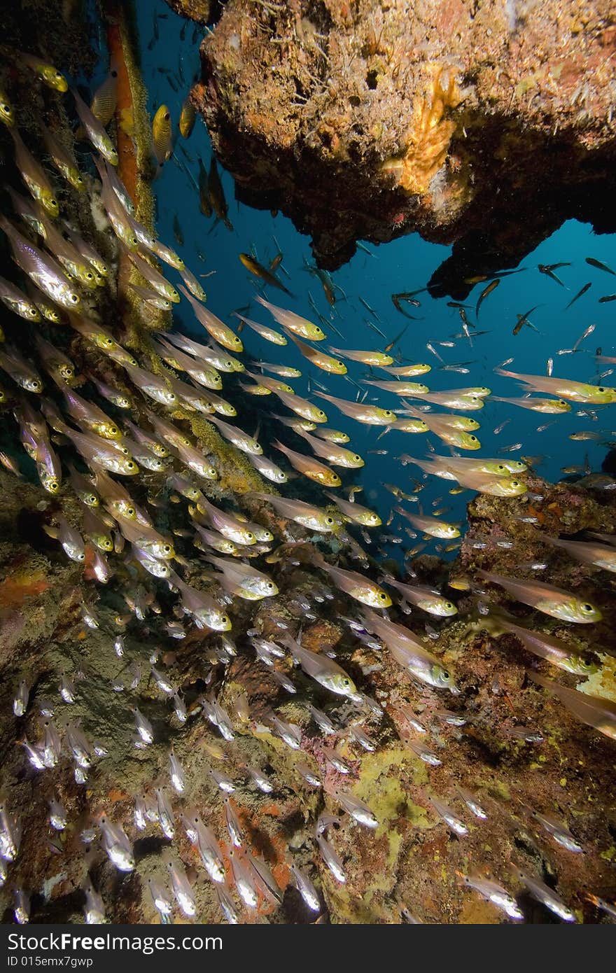 Coral and fish taken in the Red Sea.