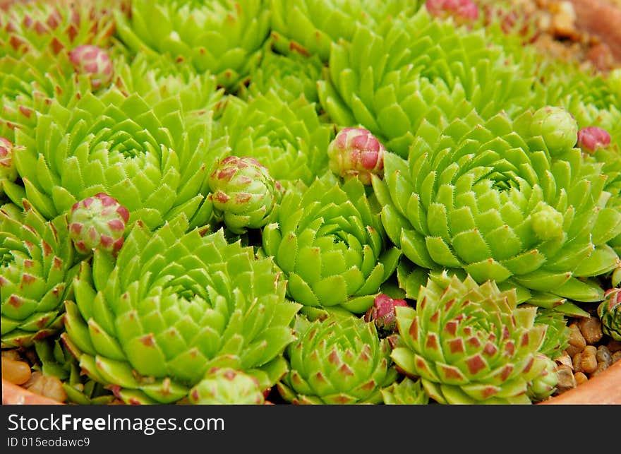 Group of green cactuses in greenhouse