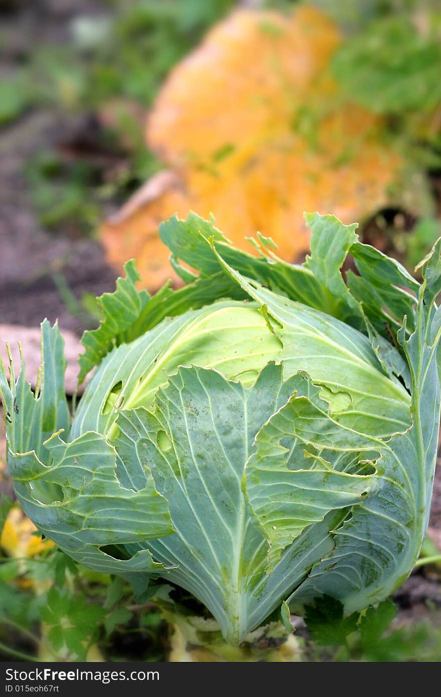 Appetizing green cabbage close-up with drops of dew. Appetizing green cabbage close-up with drops of dew