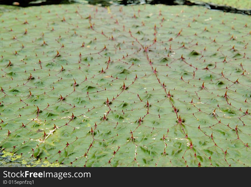 Leaf Of Lily