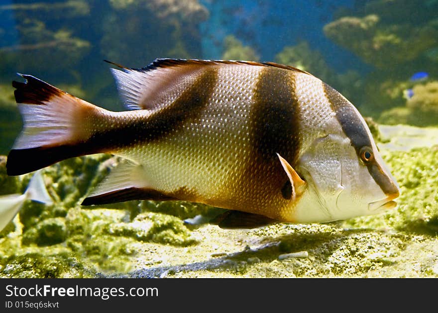 Portrait of nice tropical fish. Portrait of nice tropical fish