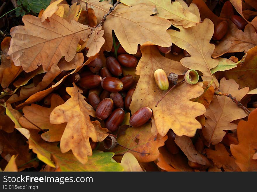 Beautuful dry autumn leaves background. Beautuful dry autumn leaves background