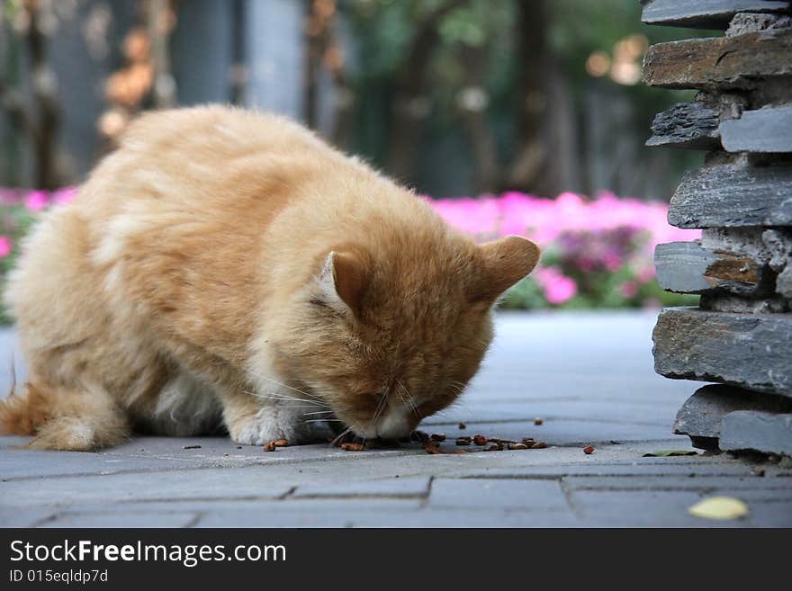 Happy cat on the dining