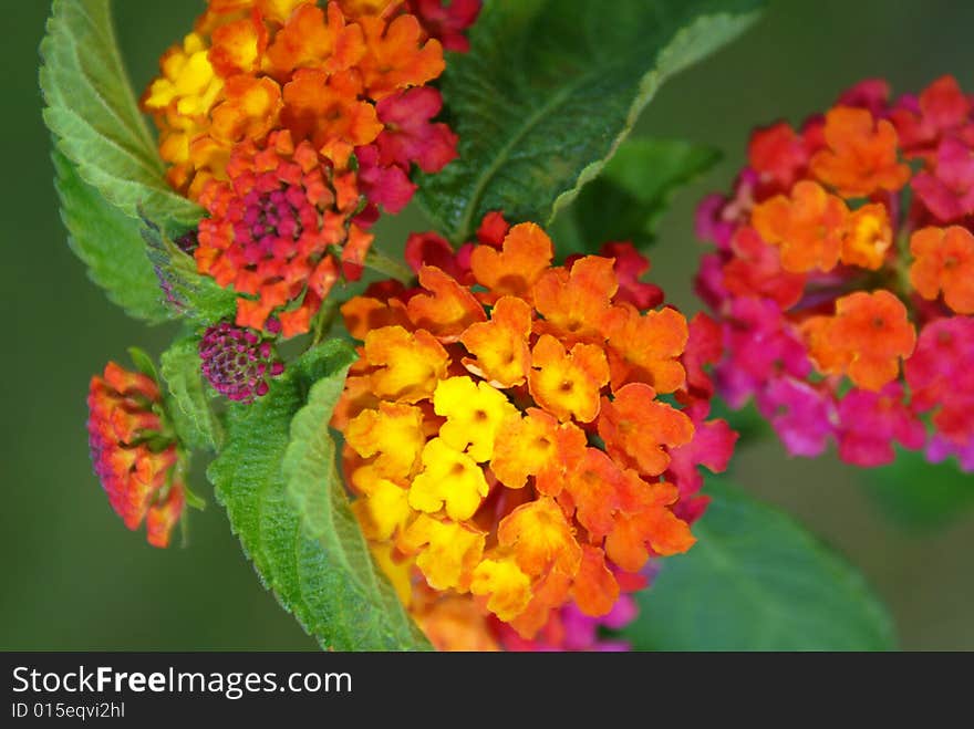 Flowered Rainbow