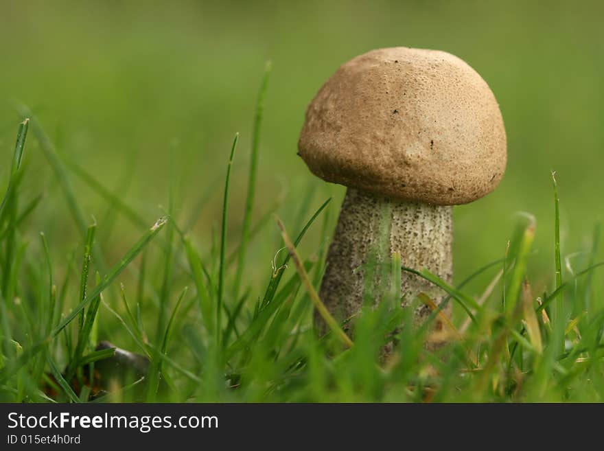 Autumn scene: brown mushroom