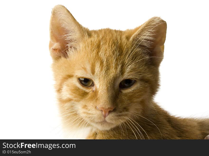 Detail of a small cat on white background