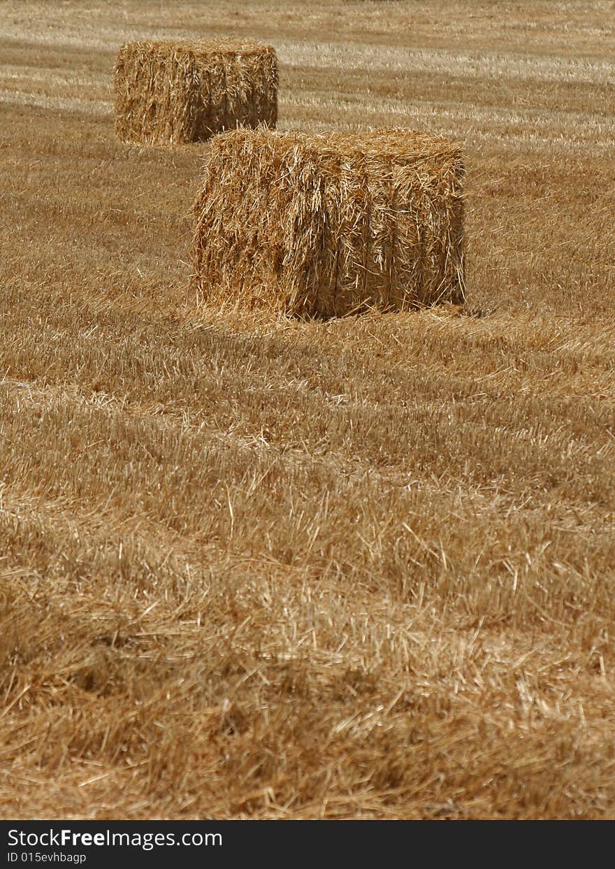 Hay stack cubes in wheat field