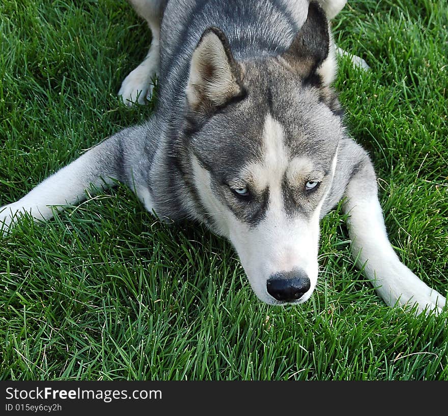 Husky in a playful mood