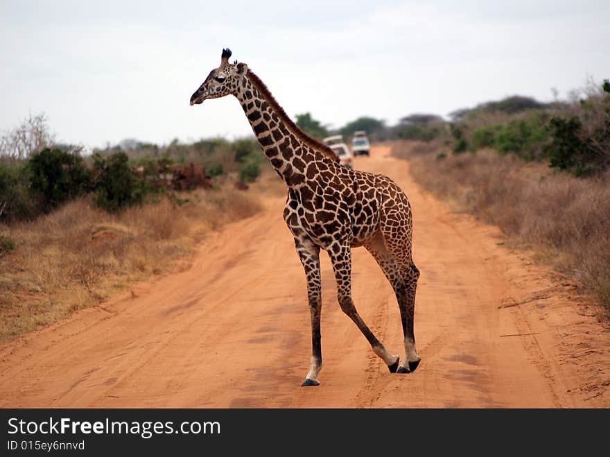 An other african giraffe crossing the path, Kenya. An other african giraffe crossing the path, Kenya