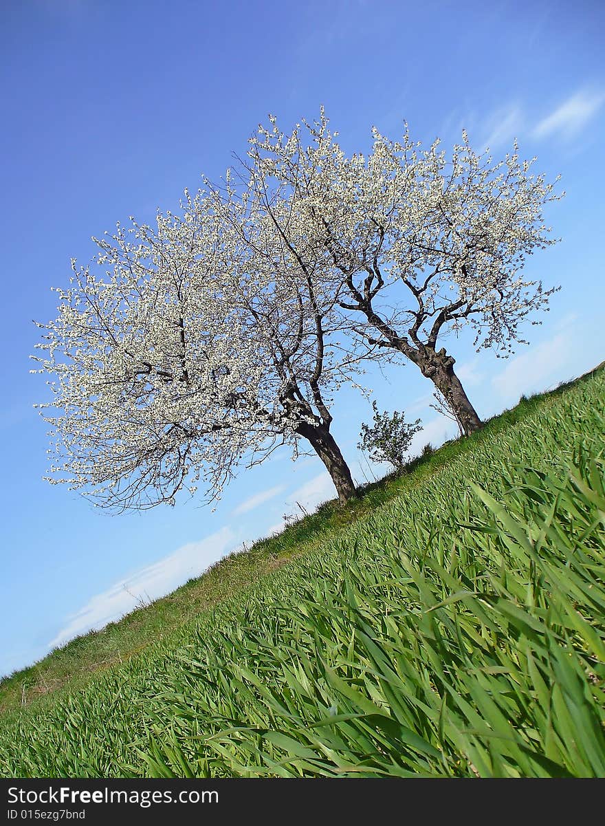 Trees look like family on walking. In fron of tree is agriculture field. Located in Velké Hoštice, Czech Republic. Trees look like family on walking. In fron of tree is agriculture field. Located in Velké Hoštice, Czech Republic.