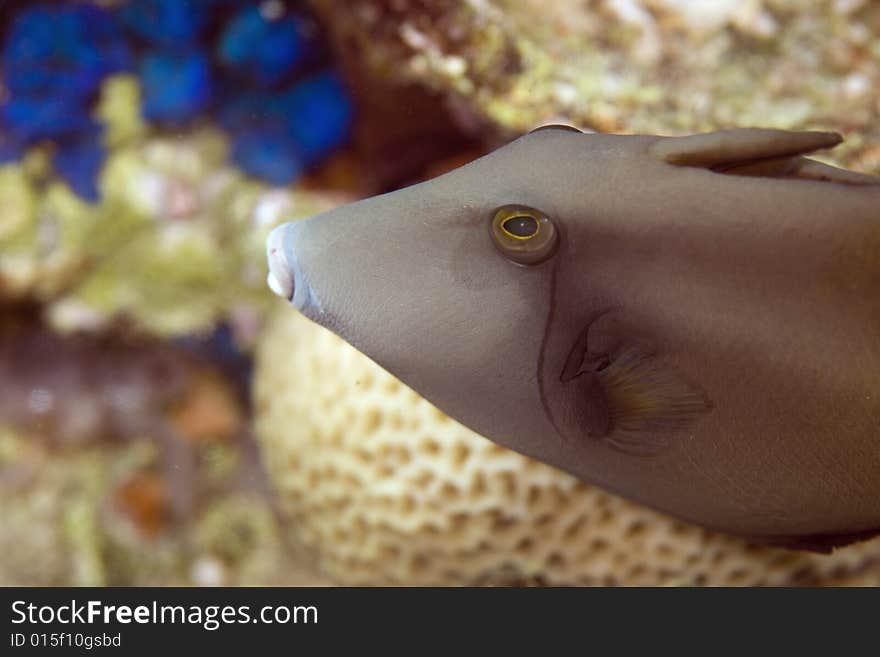 Bridled triggerfish (sufflamen fraenatus) taken in the Red Sea.