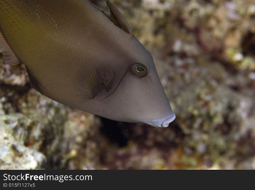 Bridled triggerfish (sufflamen fraenatus) taken in the Red Sea.