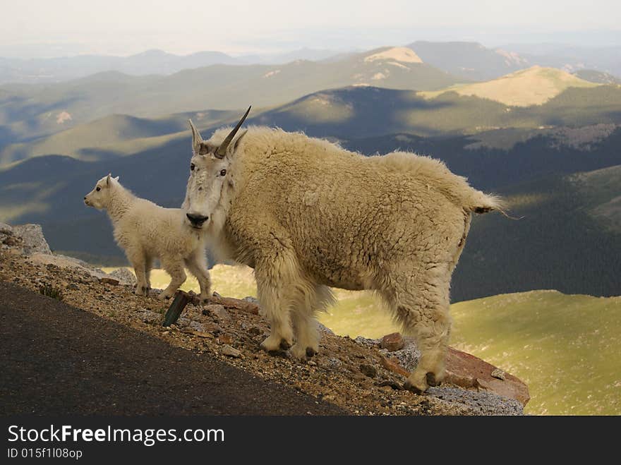 Mountain Goat Momma