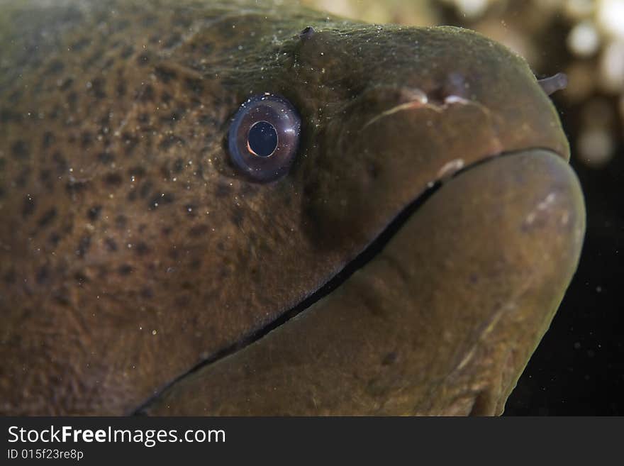 Giant moray (gymnothorax javanicus) taken in the Red Sea.