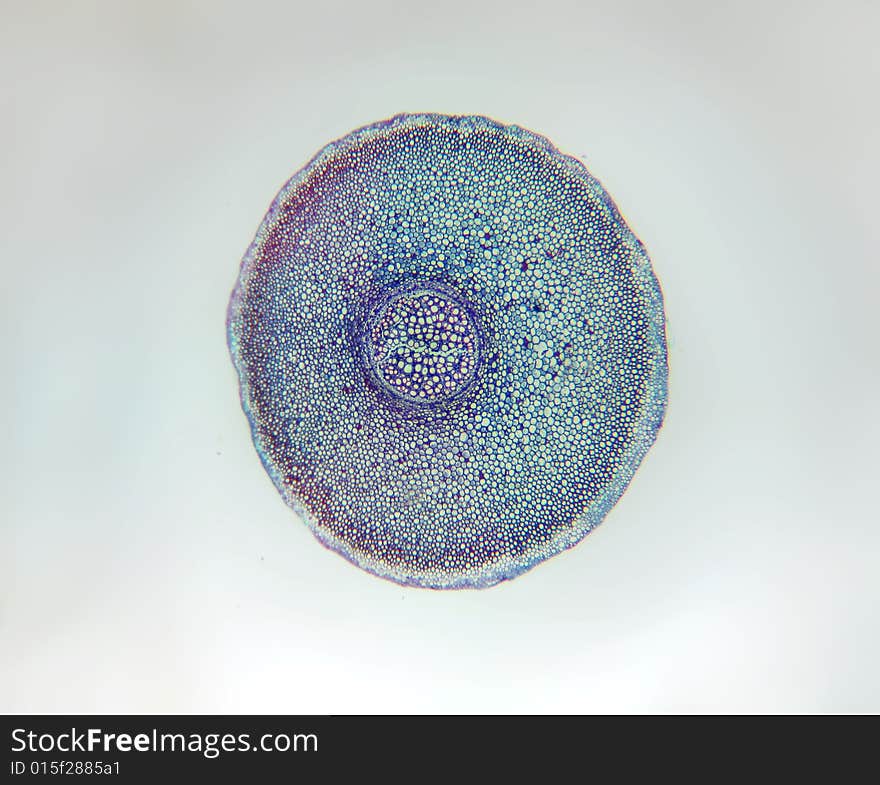 Gleichenia (Staghorn) fern rhizome, microscopic cross section 20X. Gleichenia (Staghorn) fern rhizome, microscopic cross section 20X