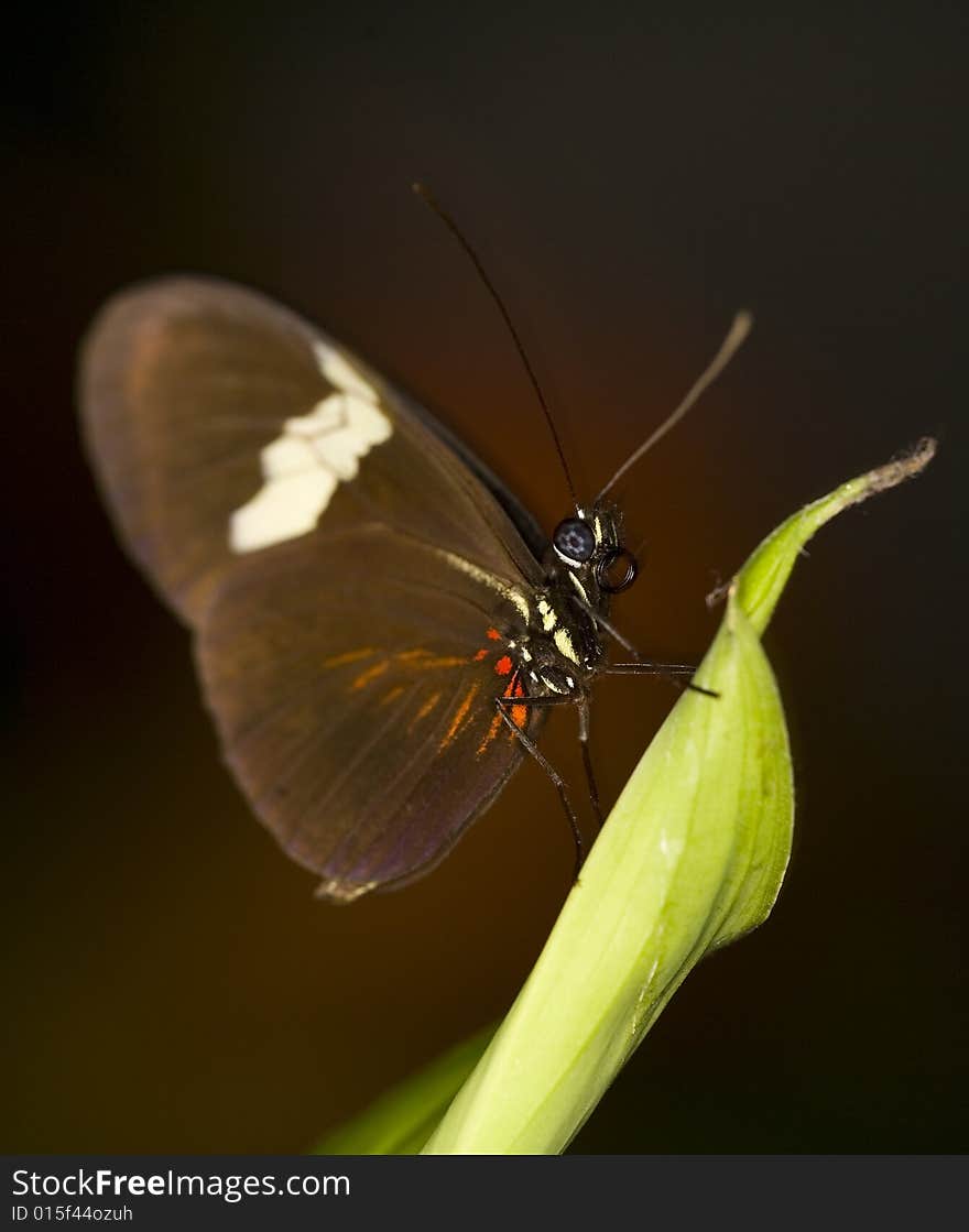 Tropical butterfly perched on a leaf in the afternoon