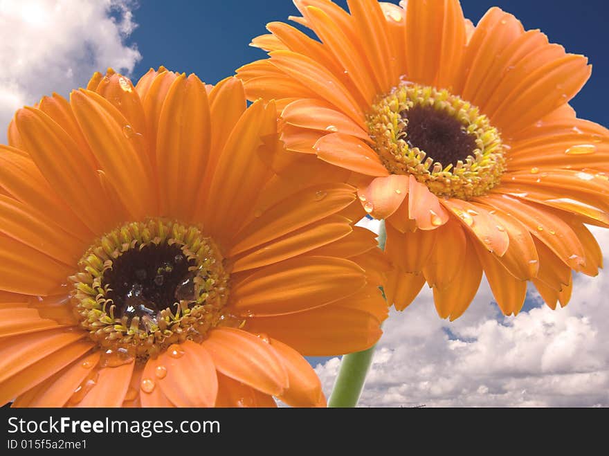 Daisy on blue sky and clouds