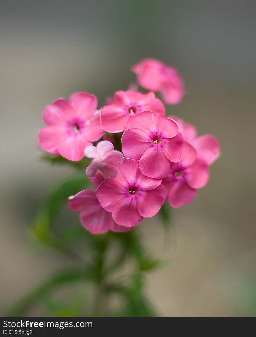 Large pink flower on an artistic bright background