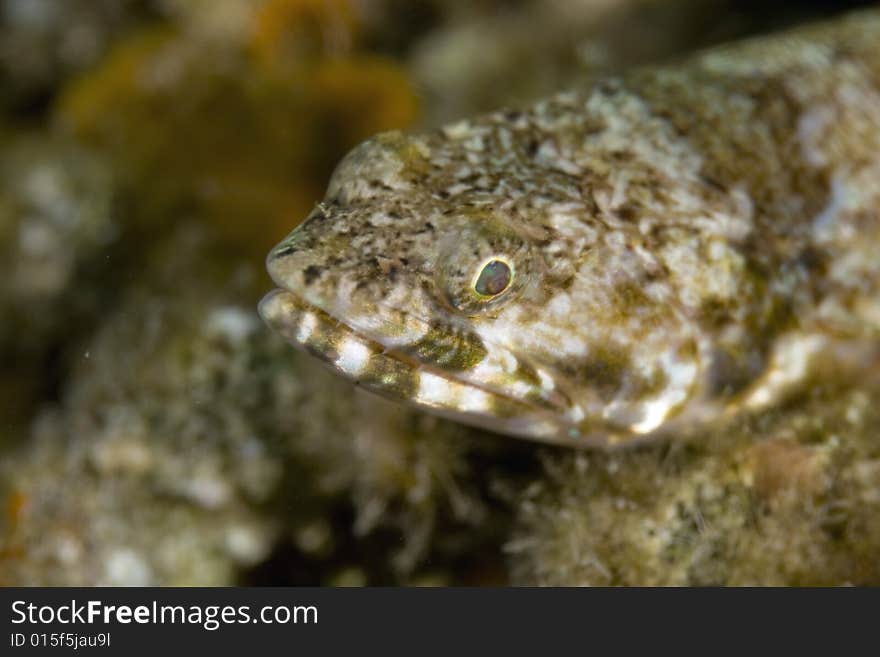 Reef lizardfish (synodus variegatus) taken in the Red Sea.