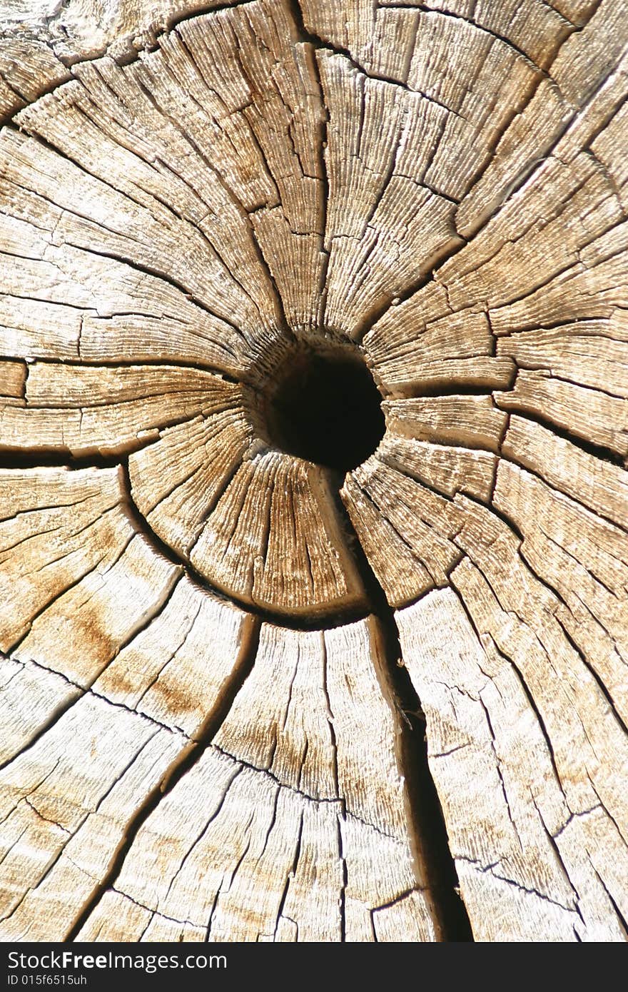 This tree was cut and left out in the park. Californian sun caused more cracks to show up in time. This tree was cut and left out in the park. Californian sun caused more cracks to show up in time.