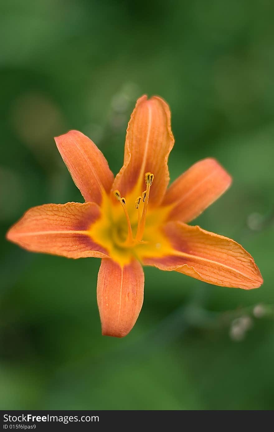 Tiger lily on an artistic green background