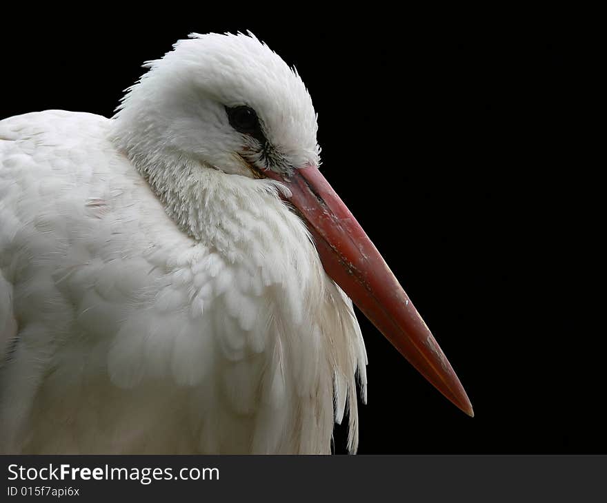 Stork's head on black background. Stork's head on black background