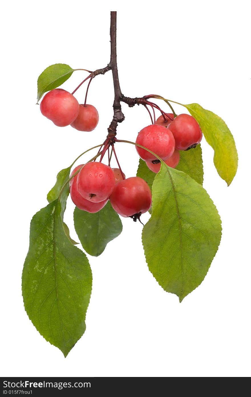 Paradise apple (Malus pumila), close-up. Paradise apple (Malus pumila), close-up