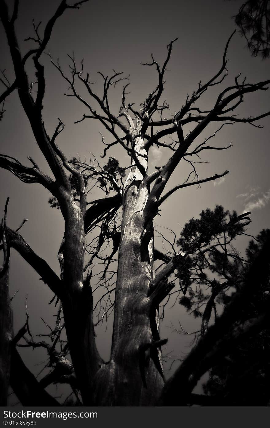 Dead tree, in the forest in Pinetop AZ.