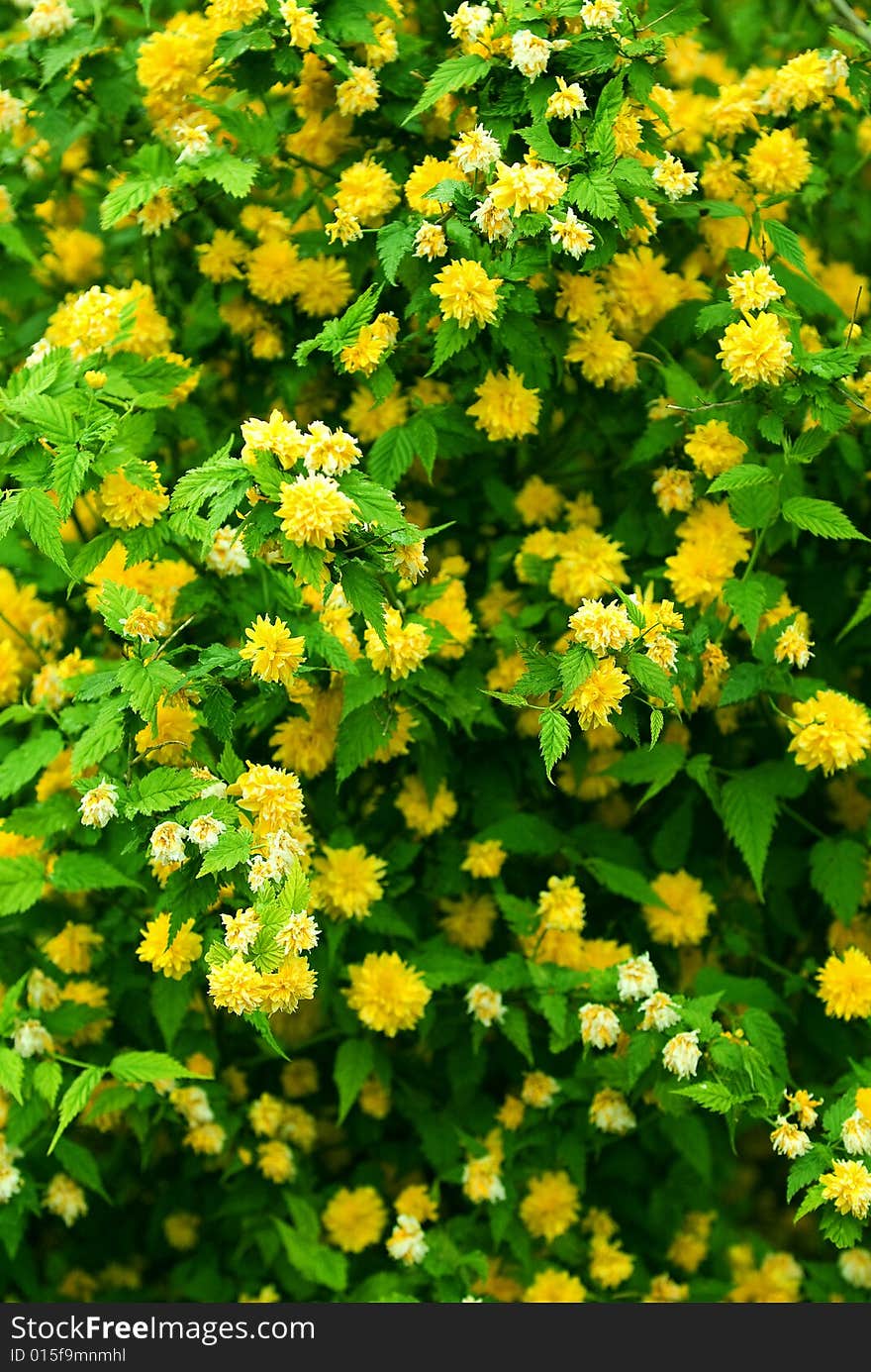 Plenty of colors on one plant as a background